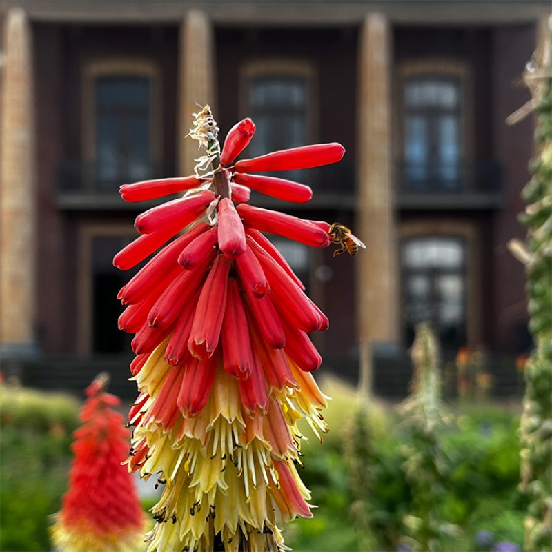 Wilhelminaplein Tegelen staat volop in bloei!